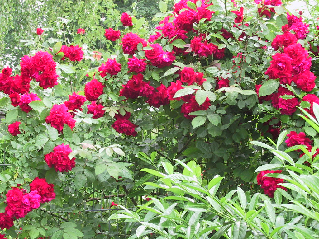 Kletterrose Sympathie am Zaun.jpg